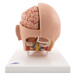 C09-1_05_1200_1200_Модель-головы-6-частей-3B-Smart-Anatomy