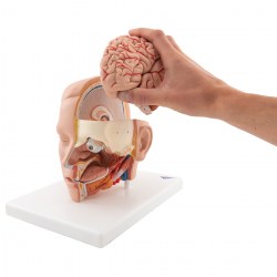C09-1_06_1200_1200_Модель-головы-6-частей-3B-Smart-Anatomy