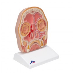 C13-1_02_1200_1200_Модель-головы-в-разрезе-3B-Smart-Anatomy
