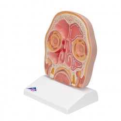 C13-1_06_1200_1200_Модель-головы-в-разрезе-3B-Smart-Anatomy