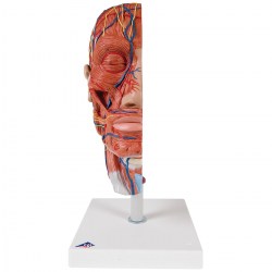 C14_02_1200_1200_Модель-половины-головы-с-мышцами-3B-Smart-Anatomy