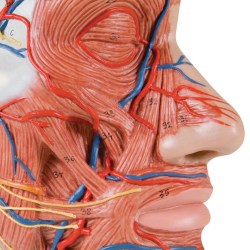 C14_03_1200_1200_Модель-половины-головы-с-мышцами-3B-Smart-Anatomy
