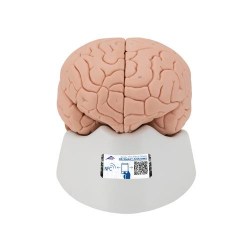 C15_01_Модель-мозга-2-части-3B-Smart-Anatomy
