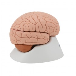 C16_03_1200_1200_Модель-мозга-4-части-3B-Smart-Anatomy