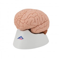 C16_06_1200_1200_Модель-мозга-4-части-3B-Smart-Anatomy