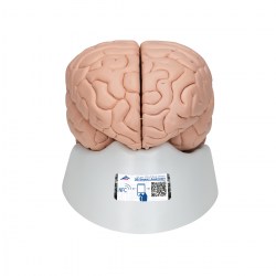 C17_01_1200_1200_Модель-мозга-8-частей-3B-Smart-Anatomy