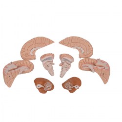 C17_07_1200_1200_Модель-мозга-8-частей-3B-Smart-Anatomy