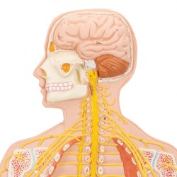 C30_02_1200_1200_Модель-нервной-системы-3B-Smart-Anatomy