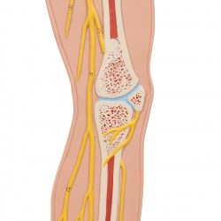 C30_04_1200_1200_Модель-нервной-системы-3B-Smart-Anatomy