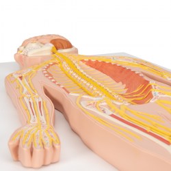 C30_06_1200_1200_Модель-нервной-системы-3B-Smart-Anatomy