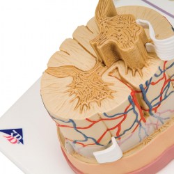 C41_02_1200_1200_Модель-спинного-мозга-с-нервными-окончаниями-3B-Smart-Anatomy
