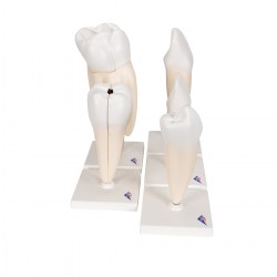 D10_03_1200_1200_Серия-классических-моделей-зуба-3B-Smart-Anatomy