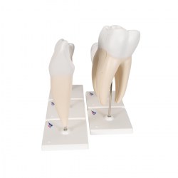 D10_04_1200_1200_Серия-классических-моделей-зуба-3B-Smart-Anatomy