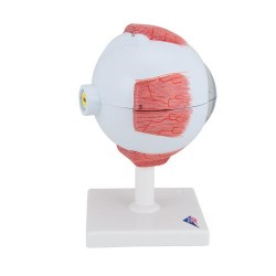F10_03_Модель-глаза-5-кратное-увеличение-6-частей-3B-Smart-Anatomy