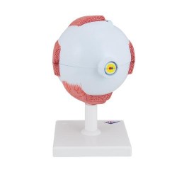 F10_04_Модель-глаза-5-кратное-увеличение-6-частей-3B-Smart-Anatomy