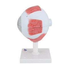 F10_05_Модель-глаза-5-кратное-увеличение-6-частей-3B-Smart-Anatomy