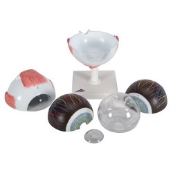 F10_07_Модель-глаза-5-кратное-увеличение-6-частей-3B-Smart-Anatomy