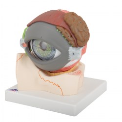 F12_06_1200_1200_Модель-глаза-5-кратное-увеличение-8-частей-3B-Smart-Anatomy