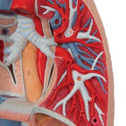 G15_06_Модель-легкого-с-гортанью-7-частей-3B-Smart-Anatomy