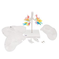 G23-1_05_Модель-гортани-с-бронхиальным-деревом-и-прозрачными-легкими-3B-Smart-Anatomy