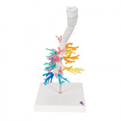 G23_03_1200_1200_Модель-бронхиального-дерева-с-гортанью-3B-Smart-Anatomy