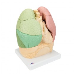 G70_02_1200_1200_Сегментарная-модель-легких-человека-3B-Smart-Anatomy