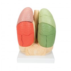 G70_03_1200_1200_Сегментарная-модель-легких-человека-3B-Smart-Anatomy
