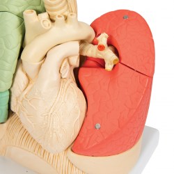 G70_06_1200_1200_Сегментарная-модель-легких-человека-3B-Smart-Anatomy