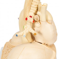 G70_07_1200_1200_Сегментарная-модель-легких-человека-3B-Smart-Anatomy