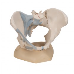 H20-2_02_1200_1200_Модель-женского-таза-со-связками-3-части-3B-Smart-Anatomy