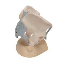 H20-2_03_1200_1200_Модель-женского-таза-со-связками-3-части-3B-Smart-Anatomy