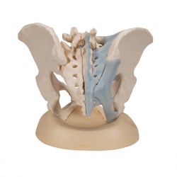 H20-2_04_1200_1200_Модель-женского-таза-со-связками-3-части-3B-Smart-Anatomy