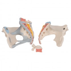 H20-2_05_1200_1200_Модель-женского-таза-со-связками-3-части-3B-Smart-Anatomy