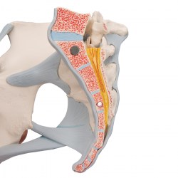 H20-2_06_1200_1200_Модель-женского-таза-со-связками-3-части-3B-Smart-Anatomy
