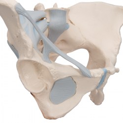H20-2_07_1200_1200_Модель-женского-таза-со-связками-3-части-3B-Smart-Anatomy