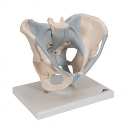 H21-2_02_1200_1200_Модель-мужского-таза-со-связками-2-части-3B-Smart-Anatomy