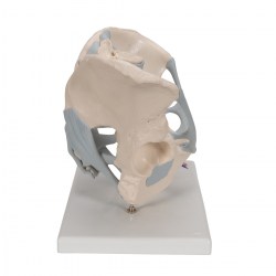 H21-2_03_1200_1200_Модель-мужского-таза-со-связками-2-части-3B-Smart-Anatomy