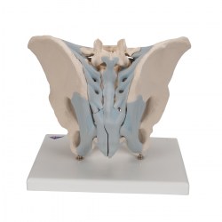 H21-2_04_1200_1200_Модель-мужского-таза-со-связками-2-части-3B-Smart-Anatomy