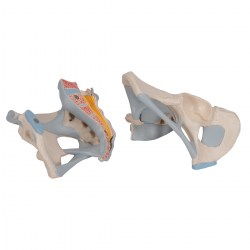 H21-2_05_1200_1200_Модель-мужского-таза-со-связками-2-части-3B-Smart-Anatomy