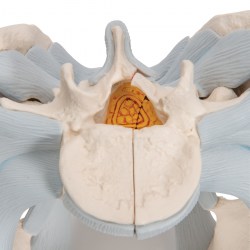 H21-2_07_1200_1200_Модель-мужского-таза-со-связками-2-части-3B-Smart-Anatomy