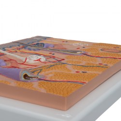 J10_03_1200_1200_Модель-сечения-кожи-70-кратное-увеличение-3B-Smart-Anatomy