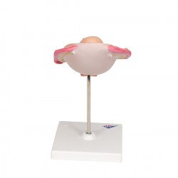 L10-5_04_1200_1200jpg