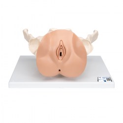 L31_01_1200_1200_Модель-таза-с-половыми-органами-3-части-3B-Smart-Anatomy