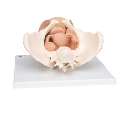 L31_03_1200_1200_Модель-таза-с-половыми-органами-3-части-3B-Smart-Anatomy