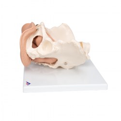 L31_04_1200_1200_Модель-таза-с-половыми-органами-3-части-3B-Smart-Anatomy