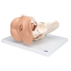 L31_05_1200_1200_Модель-таза-с-половыми-органами-3-части-3B-Smart-Anatomy