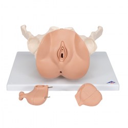 L31_06_1200_1200_Модель-таза-с-половыми-органами-3-части-3B-Smart-Anatomy