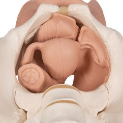 L31_07_1200_1200_Модель-таза-с-половыми-органами-3-части-3B-Smart-Anatomy