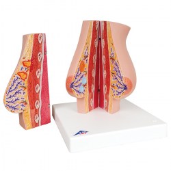 L56_02_1200_1200_Модель-молочной-железы-3B-Smart-Anatomy