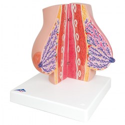 L56_03_1200_1200_Модель-молочной-железы-3B-Smart-Anatomy